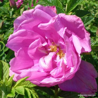 Rosa 'Pink Roadrunner'® 