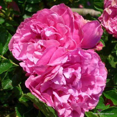 Rosa 'Romantic Roadrunner'® 