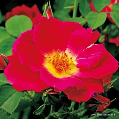 Rosa 'Weg Der Sinne'®