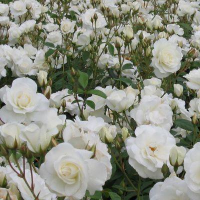 Rosa 'Witte Tros'