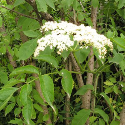 Sambucus nigra 