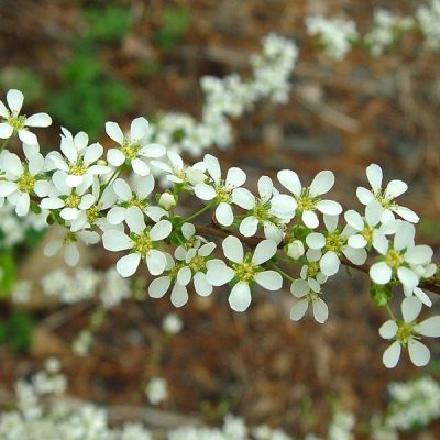 Spiraea thunbergii