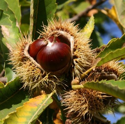 Castanea sativa 'Marigoule'®