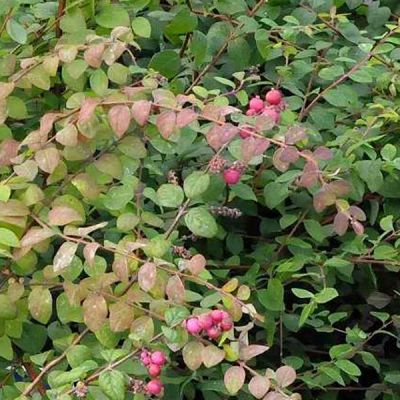 Symphoricarpos chenaultii 