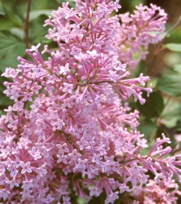 Syringa 'Josée' 