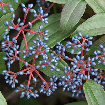 Viburnum davidii 