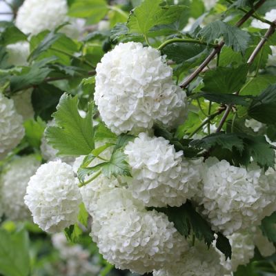 Viburnum opulus 