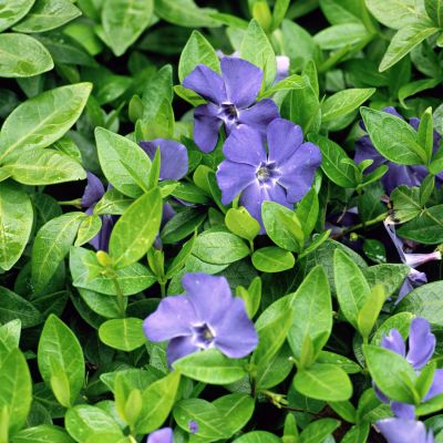 Vinca minor