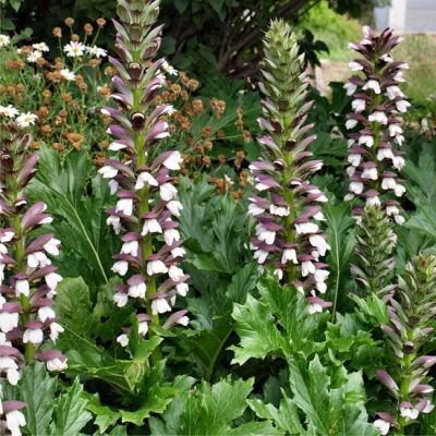 Acanthus mollis