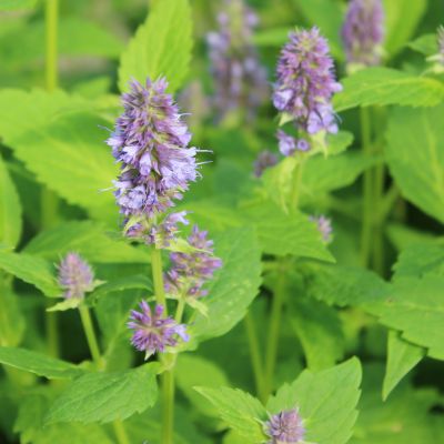 Agastache ‘Blue Fortune’