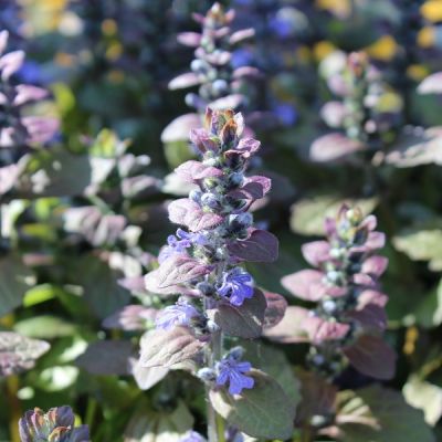 Ajuga reptans ‘Atropurpurea’