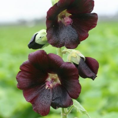 Alcea rosea ‘Nigra’