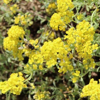 Alyssum montanum ‘Berggold’