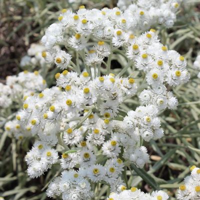 Anaphalis margaritacea ‘Neuschnee’