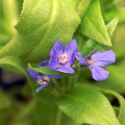 Anchusa azurea ‘Loddon Royalist’