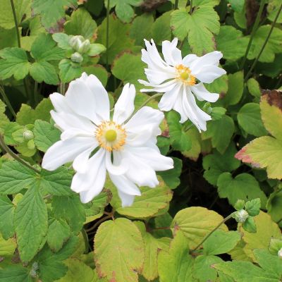 Anemone hybrida ‘Whirlwind’