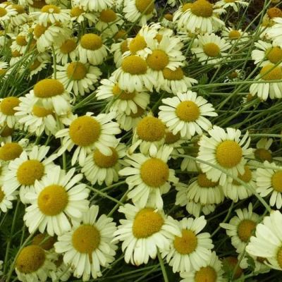 Anthemis hybrida ‘E.C. Buxton’