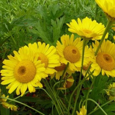 Anthemis hybrida‘Kelwayi’