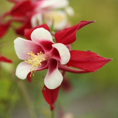 Aquilegia ‘Crimson Star’