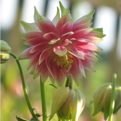 Aquilegia ‘Nora Barlow’