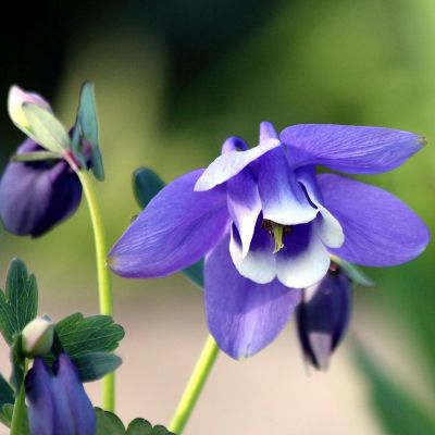 Aquilegia flabellata ‘Ministar’