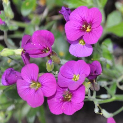 Arabis blepharophylla