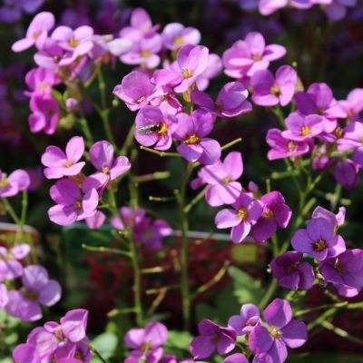 Arabis caucasica ‘Compinkie’