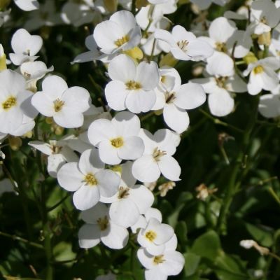 Arabis caucasica ‘Plena’