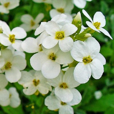 Arabis caucasica Bakkely’