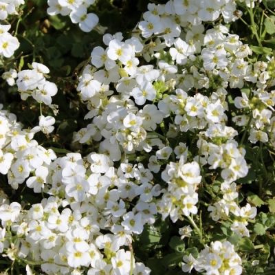 Arabis caucasica ‘Snowcap’