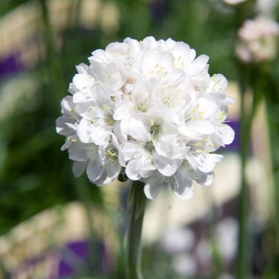 Armeria maritima ‘Alba’