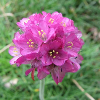 Armeria maritima ‘Splendens Perfecta’