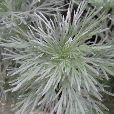 Artemisia schmidtiana ‘Nana’