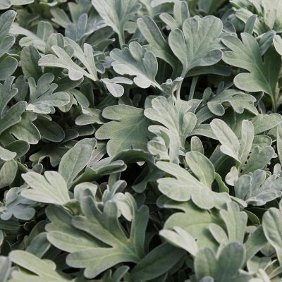 Artemisia stelleriana ‘Boughton Silver’ (= ‘Mori’s Form’)