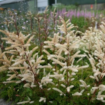 Aruncus aethusifolius