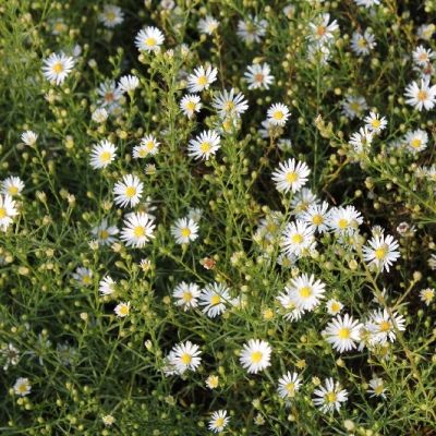 Aster ‘Monte Cassino’