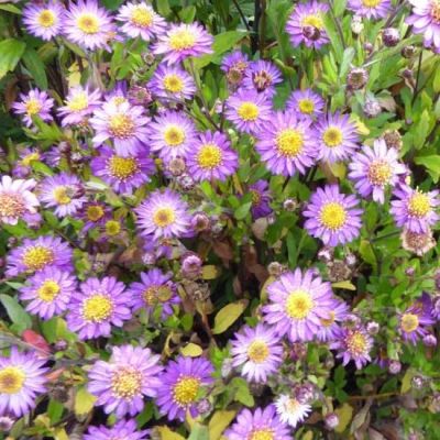 Aster ageratoides 'Ezo Murazaki'