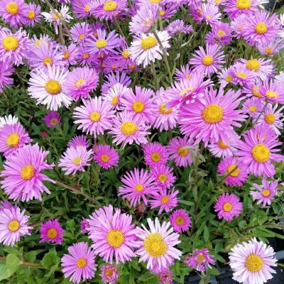 Aster alpinus ‘Happy End’