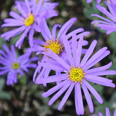 Aster amellus ‘Blue King’