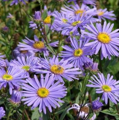 Aster amellus ‘Dr Otto Petschek’