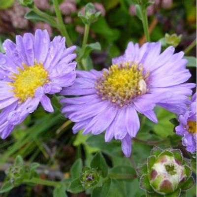 Aster amellus ‘Rudolf Goethe’