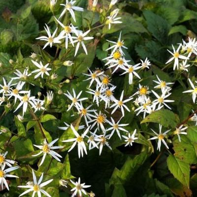 Aster cord. ‘Silver Spray’