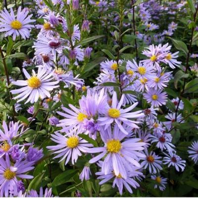 Aster laevis ‘Calliope’