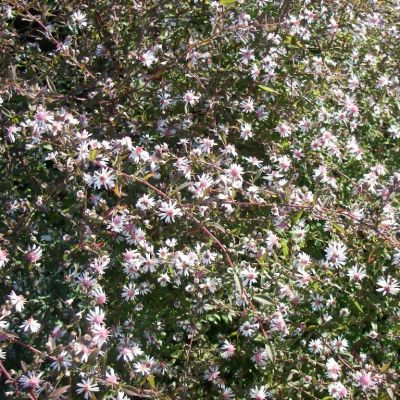 Aster lateriflorus ‘Lady in Black’