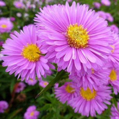 Aster novi-belgii ‘Patricia Ballard’