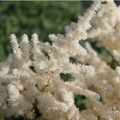 Astilbe (A) ‘Bumalda’