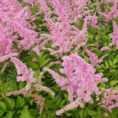 Astilbe (A) ‘Cattleya’