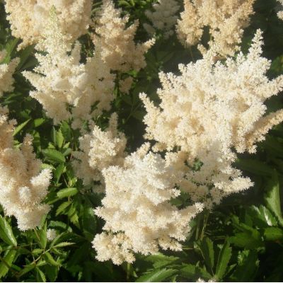 Astilbe (A) ‘Weisse Gloria’