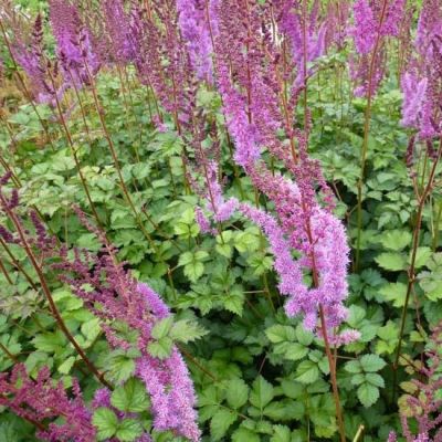 Astilbe chinensis ‘Purpurkerze’