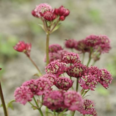 Astrantia major ‘Lars’